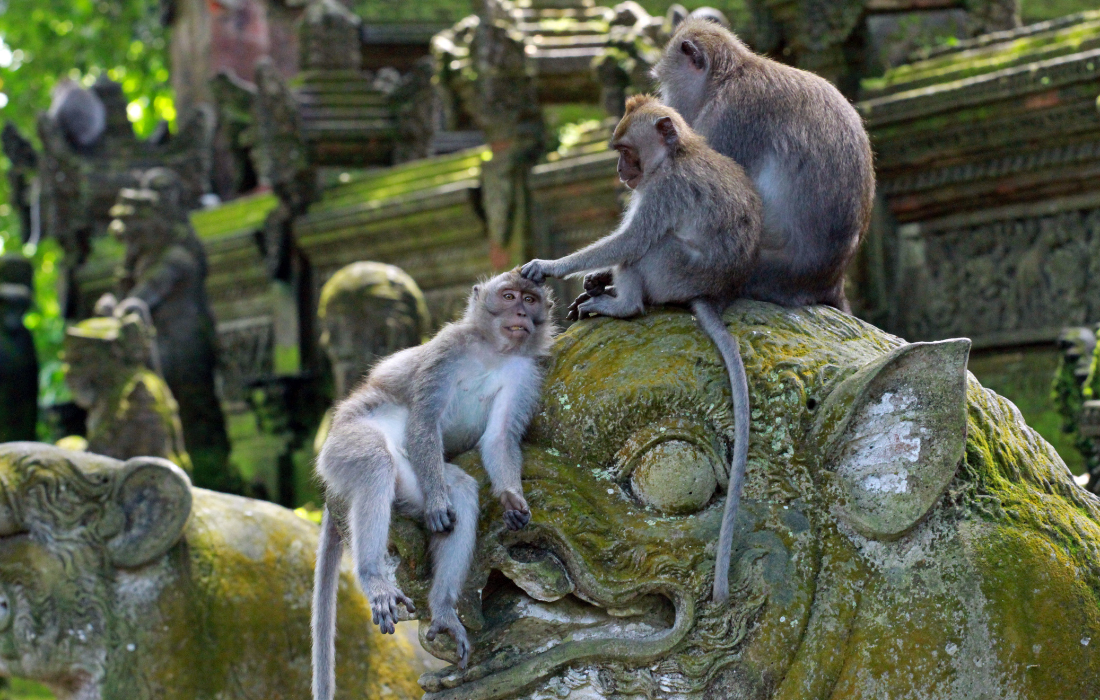 Ubud Monkey Forest